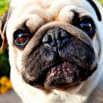 11 breeds of dogs whose eyes fall out: what to do when an eye falls out and treatment of proptosis