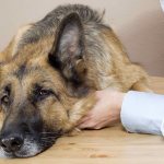 12 самых опасных болезней собак: признаки, симптомы и лечение