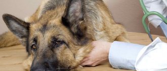 12 most dangerous dog diseases: signs, symptoms and treatment