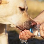 14 reasons why a dog doesn’t drink water: what to do, cold nose, lethargic and lying down