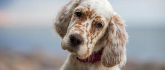 17 Best Spotted Dog Breeds