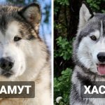 18 dog breeds that are so similar to each other that it’s easy to confuse them