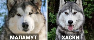 18 dog breeds that are so similar to each other that it’s easy to confuse them