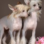 2000 of the most beautiful nicknames for Chinese Crested dogs for boys and girls