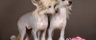 2000 самых красивых кличек для китайских хохлатых собак мальчиков и девочек