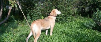 2000 most popular nicknames for Russian hounds boys and girls
