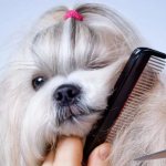 4 ways to calm your dog during a haircut