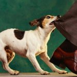 4 ways to stop your dog from lunging at passing cars and passers-by