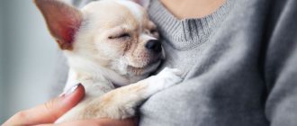 5 причин, почему собака дрожит и трясется: патологические, физиологические и другие