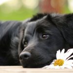 5 causes of constipation in dogs: what to do at home, what medicine to give