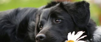 5 причин запора у собаки: что делать в домашних условиях, каким лекарством поить