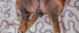 The 5 most dangerous skin diseases in dogs: causes and treatment