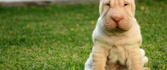 6 reasons why a dog grunts: coughs, as if grunting, choking