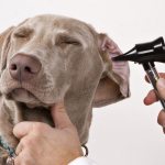 7 types of ear diseases in dogs: brown discharge, fluid, brown dirt, what to do,