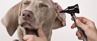 7 видов болезней ушей у собак: коричневые выделения, жидкость, коричневая грязь, что делать,