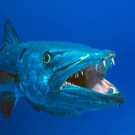 7Facts about barracuda