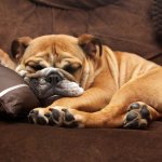 9 успокоительных средств для собак: мелких и средних пород, капли, уколы