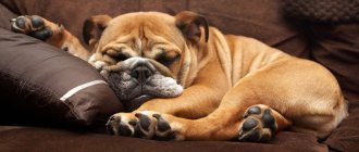 9 sedatives for dogs: small and medium breeds, drops, injections