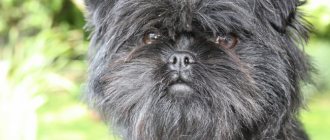 Affenpinscher wirehaired dog breed