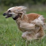 Afghan-hound-dog-Description-features-types-character-care-and-price-breed-11