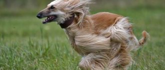 Афганская-борзая-собака-Описание-особенности-виды-характер-уход-и-цена-породы-11
