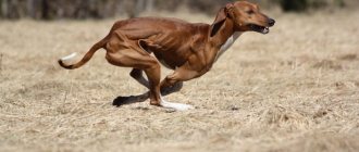 African Greyhound