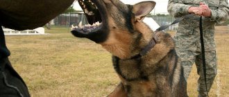 It is strictly recommended to train an aggressive animal with the help of an experienced dog handler.
