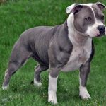 Aggressive-dog-breeds-Description-names-and-photos-of-the-most-aggressive-dogs-3