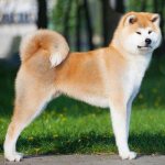 Akita Inu - The most expensive dog breeds in the world
