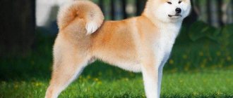 Akita Inu - The most expensive dog breeds in the world