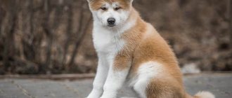 Akita-inu-dog-Description-features-types-care-maintenance-and-price-breed-Akita-inu-1