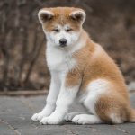 Акита-ину-собака-Описание-особенности-виды-уход-содержание-и-цена-породы-акита-ину-1