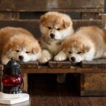 Akita-inu-dog-Description-features-types-care-maintenance-and-price-breed-Akita-inu-7