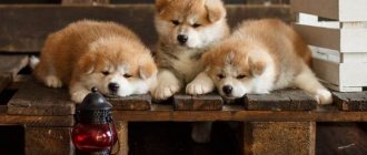 Akita-inu-dog-Description-features-types-care-maintenance-and-price-breed-Akita-inu-7