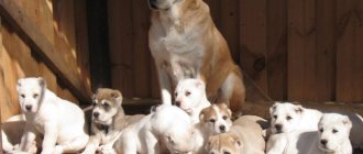 Alabai and his puppies