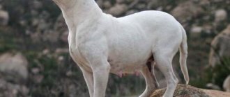 Алапахский-бульдог-собака-Описание-особенности-виды-уход-и-цена-породы-6