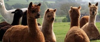 Alpacas