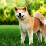 American Akita stands smiling in a field