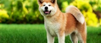 American Akita stands smiling in a field