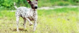 American Hairless Terrier on the grass in the field