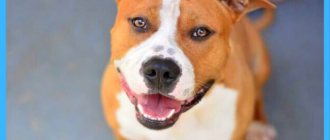 American Staffordshire Terrier: all about the dog, characteristics and description of the breed, photo