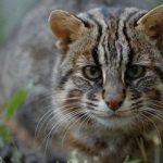 Амурский лесной кот фото