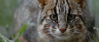 Amur forest cat photo