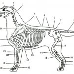 ANATOMICAL STRUCTURE OF LABRADOR