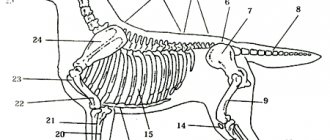 ANATOMICAL STRUCTURE OF LABRADOR