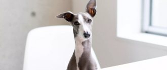 The English Greyhound is a calm breed of dog.