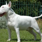 English Bull Terrier: photo and description of the breed, price and reviews