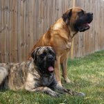 English-mastiff-dog-Description-features-types-maintenance-care-and-price-breeds-3