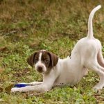 English-pointer-dog-Description-features-types-care-and-price-breeds-13