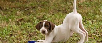 Английский-пойнтер-собака-Описание-особенности-виды-уход-и-цена-породы-13
